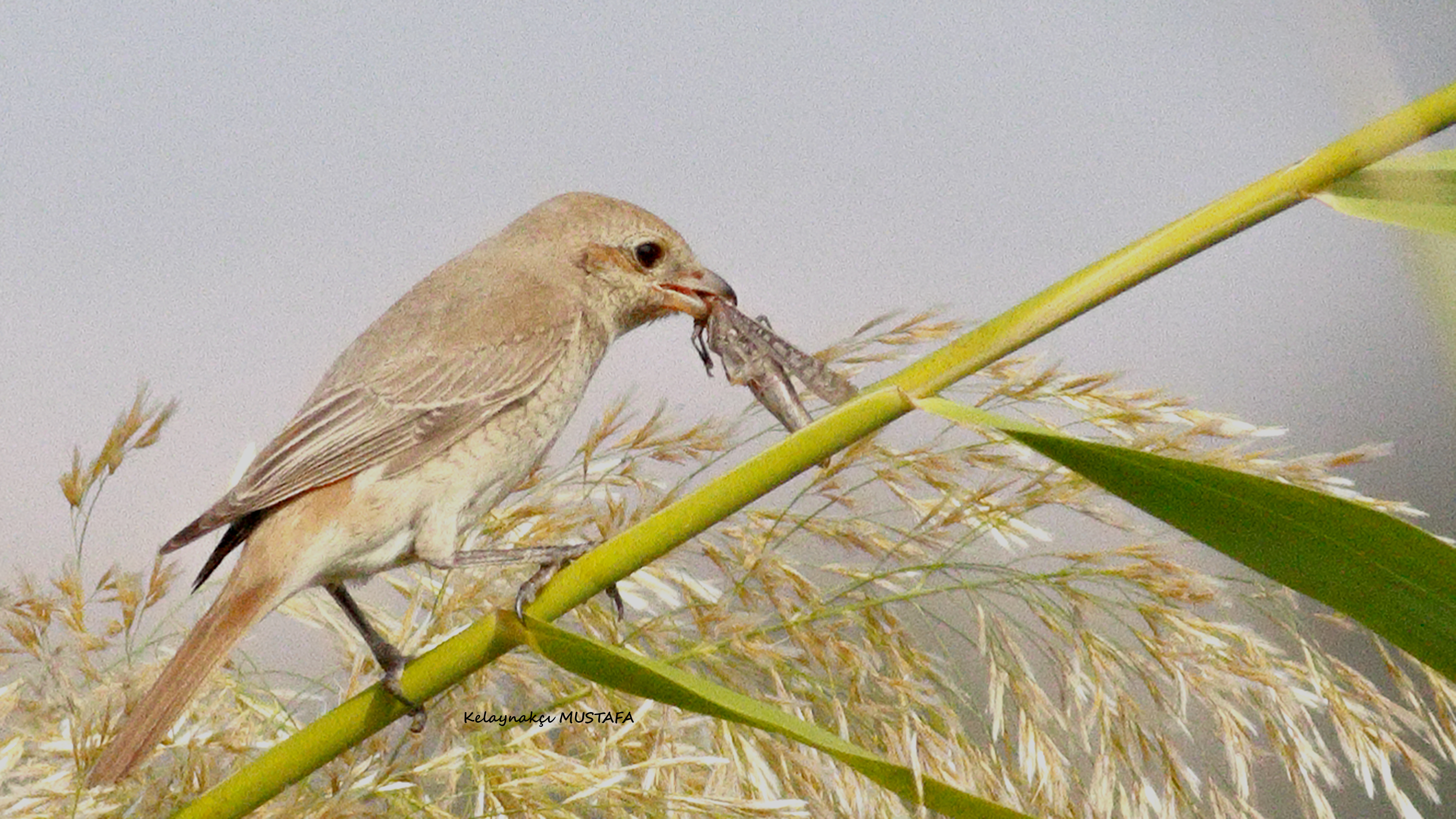 Isabelline Shrike